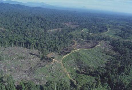 皆伐　破壊されたパプアニューギニアの森